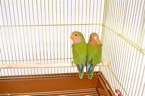 鳥籠|鳥かごのおすすめ21選。愛鳥の大きさやお手入れのしやすさでチ…